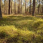 Silvarium Kaszuby Nyaraló
