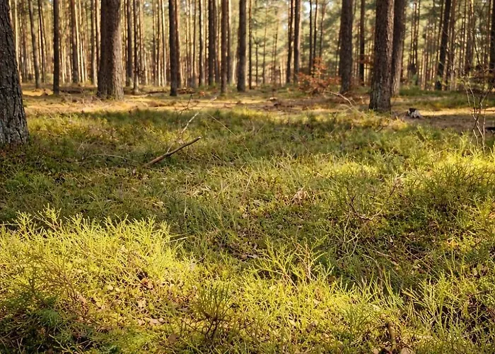 Silvarium Kaszuby Dom wakacyjny